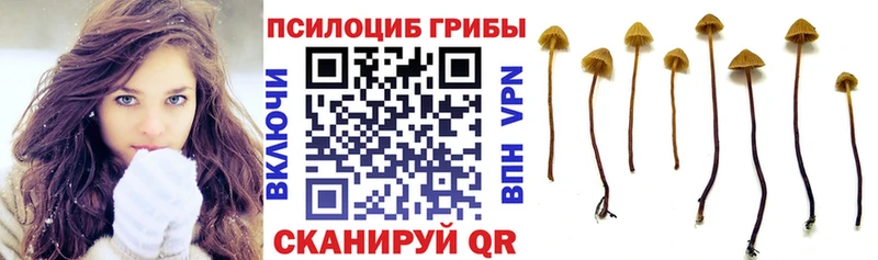 сколько стоит  Вихоревка  Псилоцибиновые грибы мухоморы 